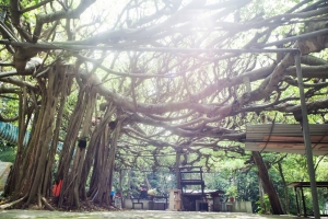 分享老鏡頭一枚