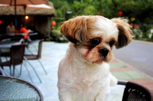 一隻很愛玩的西施