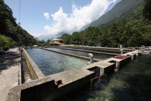 鱘龍魚比鱷魚大？