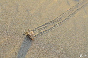 0517 竹南沙灘夕照