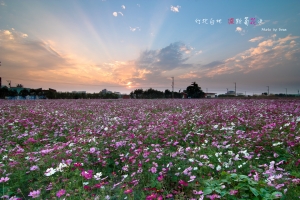 竹北白地 波斯菊花田夕照