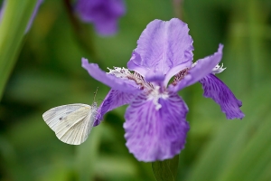 鳶尾by小小白IS&舊百微