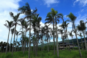 花蓮 美多綠仙境