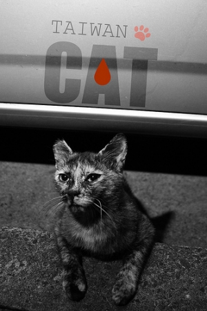 最近拍的阿喵們