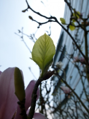 吐新芽了