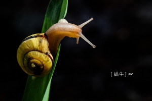 ►►►2015 Snail 蝸牛 ● DV ◄◄◄