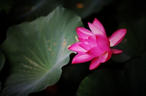 荷花-終~
