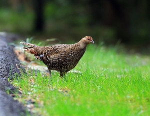 456打鳥記 - 迷霧中的王者 ~ 帝雉