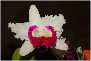 台中Wang~~蘭展補遺……100L&nbsp;&nbsp;S 17~70