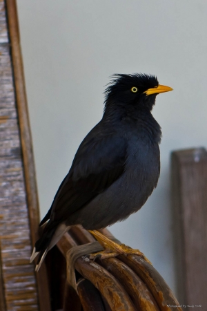 在平溪老街巧遇 八哥