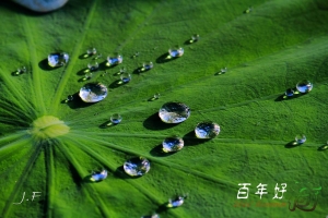 百年好荷-桃園荷花開