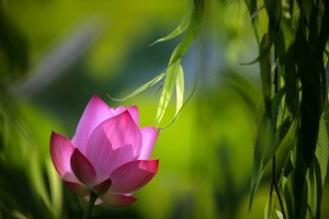 醉入愛荷 - 雜工