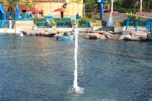 新手試拍~海洋公園~