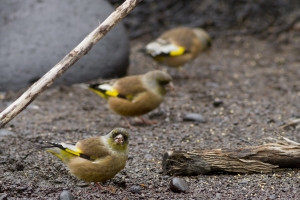 龜山島---金趐雀