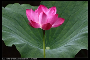 新竹科學園區靜心荷