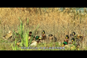 NG照片大改裝又來了! 生態圖惡搞篇！