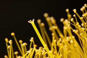 黃金蕊（一張）