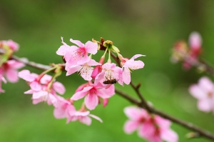 戀戀櫻花