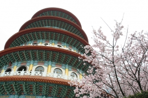 天元宮賞櫻花