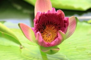 騙很大之東山休息站內花花草草