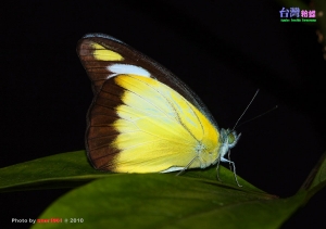 ◆台灣粉蝶 Appias lyncida formosana (怕蟲勿入)