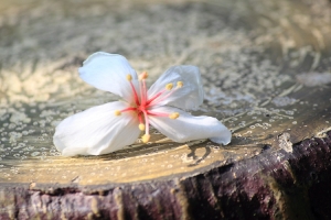 拍不好的油桐花