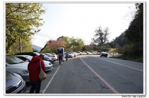 101/03/16阿里山賞櫻之旅