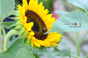 士林官邸菊花展附篇 向日葵