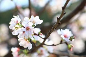 2013 天元宮 吉野櫻