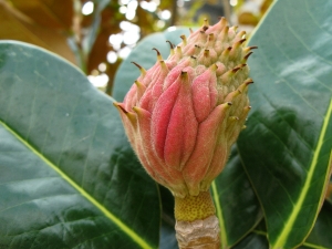 澳洲拍的花 卻不知花名