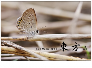 ROY Macro 219 │ 東 方 晶