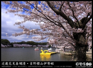 日本賞櫻《★明石公園櫻伴醉‧百選名所★》