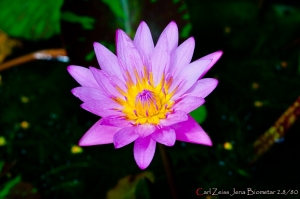 Carl Zeiss Jena Biometar 2.8/80 試拍