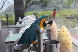 今天天氣不錯喔!來去三義逛逛