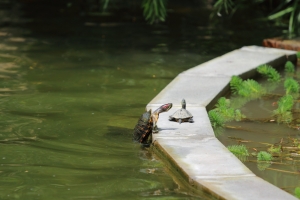 原來它也能這樣的!