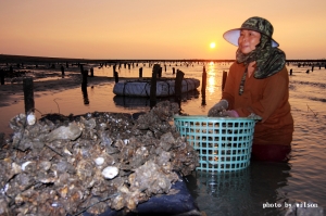 莫拉客後損失之蚵農