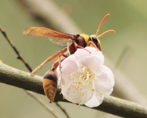 學習前輩打鳥---請多指教---謝謝.