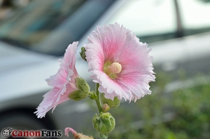 Nikon D7000+35 1.8G 雜拍