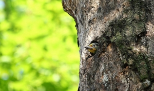 這一家系列-  石門水庫 2 部曲 5隻兔大戰5色鳥