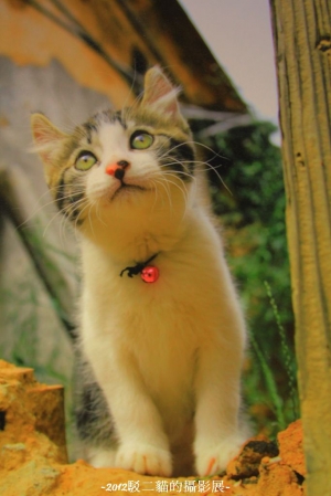 駁二貓的攝影展