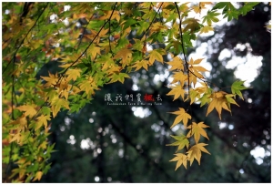 [台中]讓我們賞楓去-楓情萬種福壽山(下)