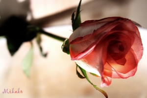 MOTEL & MODEL  - 果子