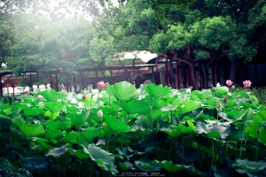 靜心 . 荷