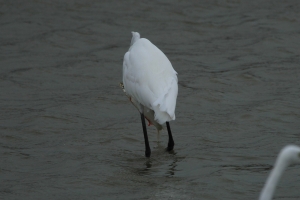 生與死-血腥....黑面琵鷺保護區<1>
