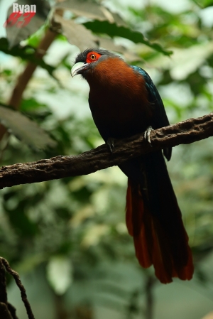 父親節逛動物園隨拍---Ryan83