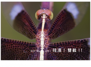 ROY Macro 220 / 哇渣! 雙截!!