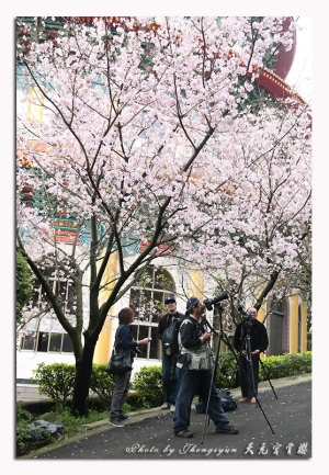 天元宮~別人賞櫻我賞生態