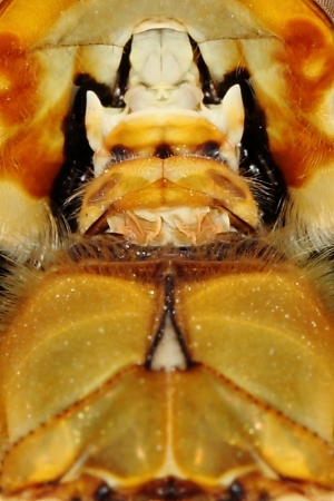 是狗是貓是異型還是?