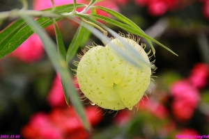 這貼是怎樣 ? 也算是生態嗎 ?