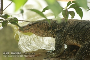五爪金龍，Varanus Salvator